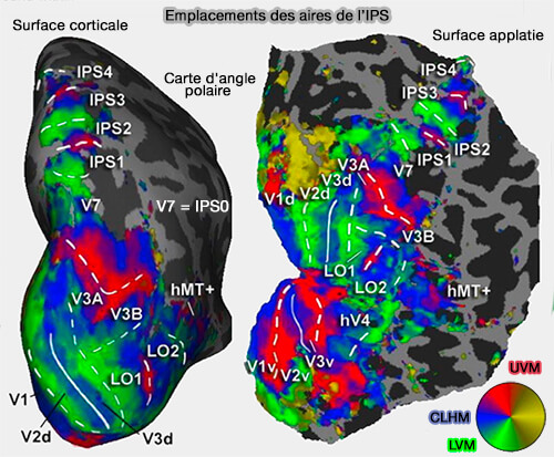 Emplacements des aires de l'IPS