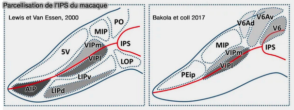 Parcellisation de l'IPD du macaque