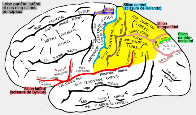 Sillons principaux du lobe pariétal latéral