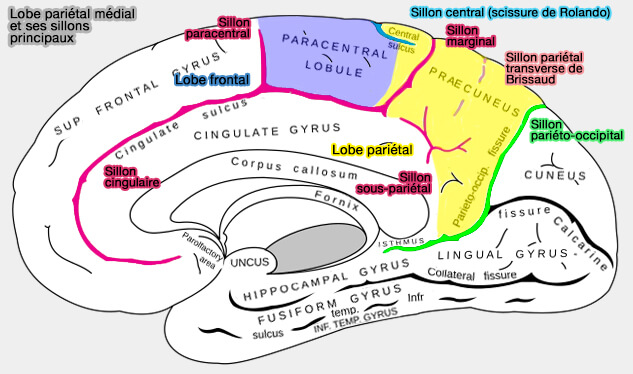 Sillons principaux du lobe pariétal médial