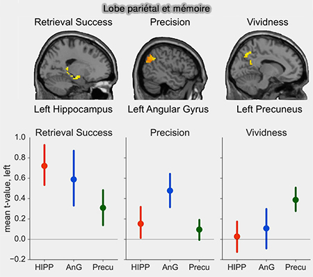 Lobe pariétal et mémoire