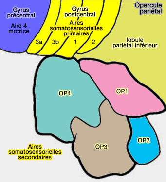 Opercule pariétal