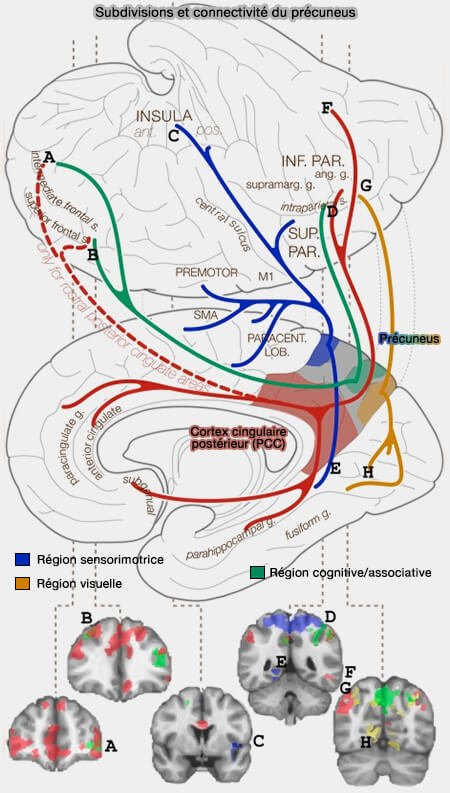 Subdivisions et connectivité du précuneus (2009)