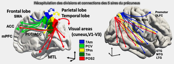 Récapitulation des divisions et connections du précuneu (2023)