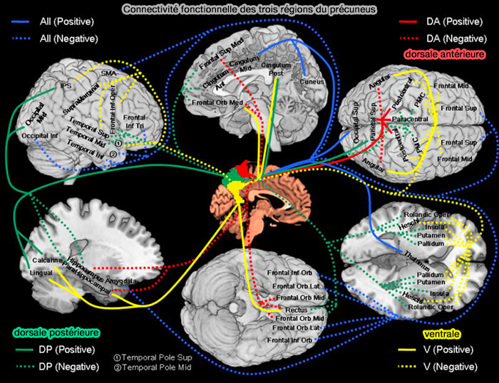 Connectivité fonctionnelle des trois grandes régions du précuneus (2012)