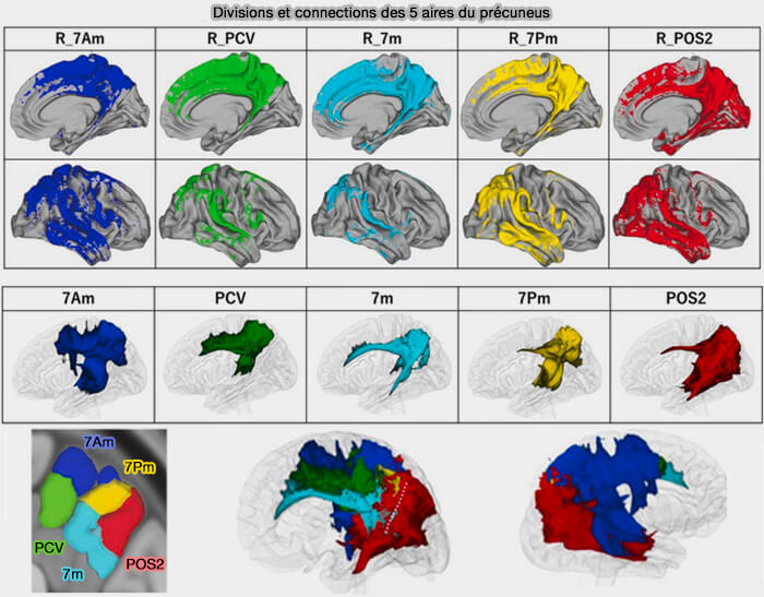 Divisions et connections du précuneus