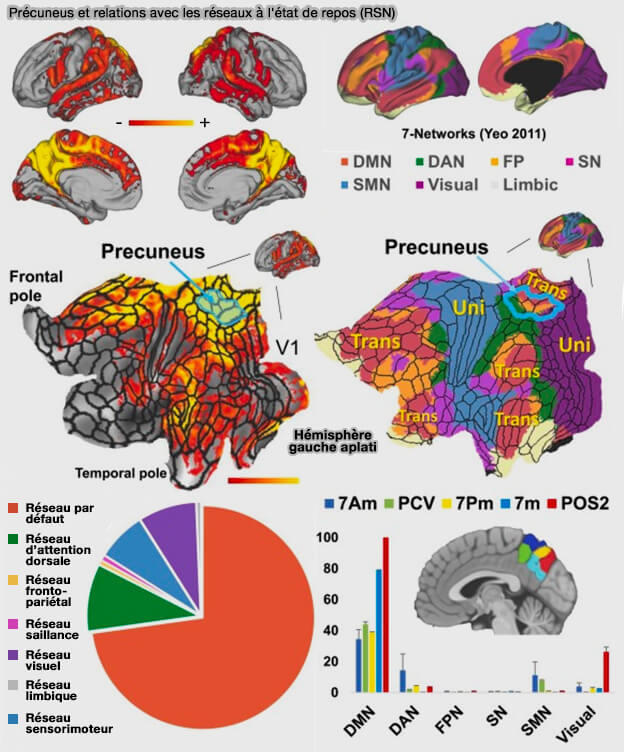 Précuneus et relations avec les réseaux à l'état de repos (RSN)