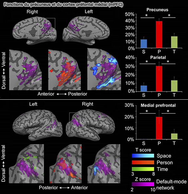 Fonctions du précuneus et du cortex préfontal médial (mPFC)