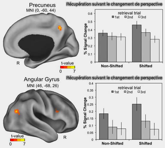 Récupération suivant le changement de perspective dans le précuneus et le gyrus anulaire