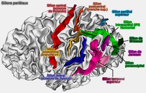 Sillons pariétaux