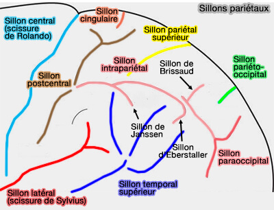 Sillons pariétaux