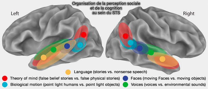 Sillon temporal supérieur (STS) et organisation de la perception sociale et de la cognition