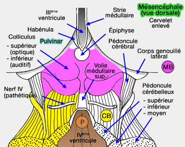 Mésencéphale (vue dorsale)