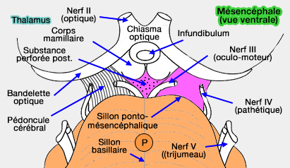Mésencéphale (vue ventrale)