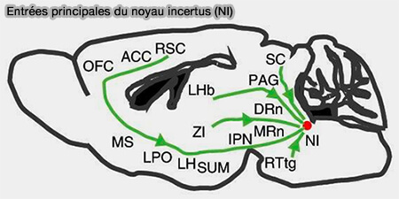 Entrées principales du noyau incertus (NI)