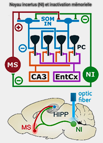 Noyau incertus (NI) et inactivation mémorielle