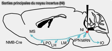 Sorties principales du noyau incertus (NI)