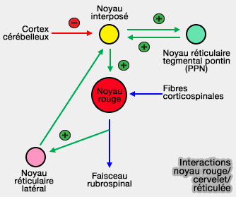 Interactions noyau rouge-réticulée