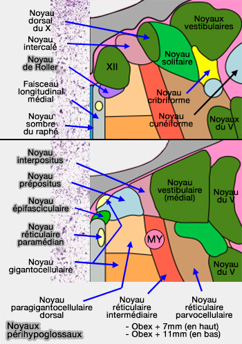 Noyaux périhypoglossaux