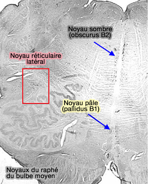 Noyaux du raphé du bulbe moyen