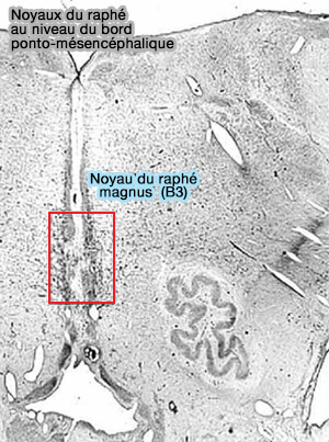 Noyaux du raphé ponto-mésencéphalique