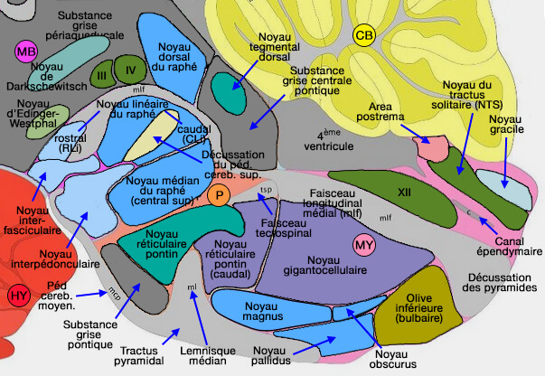 Noyaux du raphé de la souris 
