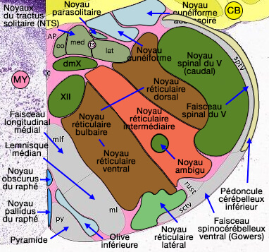 Noyaux réticulaires bulbaires caudaux