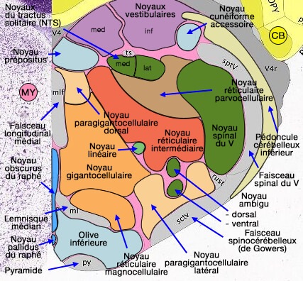 Noyaux réticulaires bulbaires rostraux