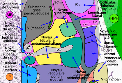 Noyaux réticulaires mésencéphaliques