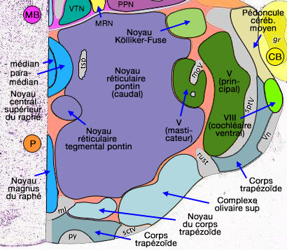 Noyaux réticulaires bulbaires rostraux