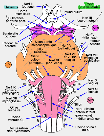 Tronc cérébral (vue ventrale)