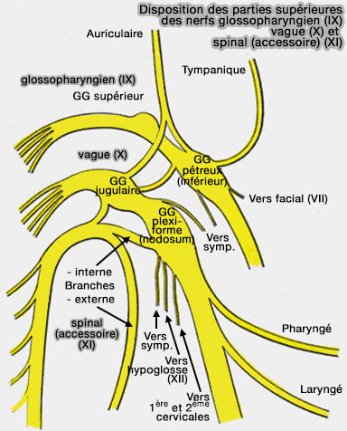 Nerfs crâniens IX, X et XI