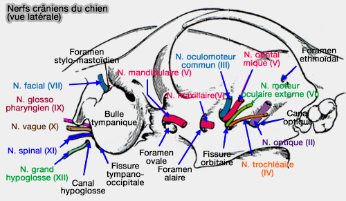 Nerfs crâniens du chien