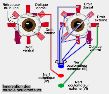 Innervation des muscles oculomoteurs