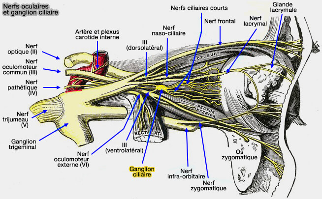 Nerfs oculaires et ganglion ciliaire