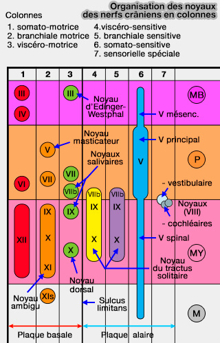 Organisation en colonnes des noyaux crâniens