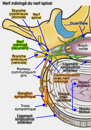 Système nerveux périphérique : Nerfs spinaux (ou rachidiens) : plexus  pudental (S2-S4)