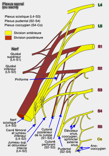 Qu Est Ce Que Le Plexus Veineux Vert braux Internes AZZU Qu Est Ce Que Le Plexus Veineux Vert braux Internes AZZU