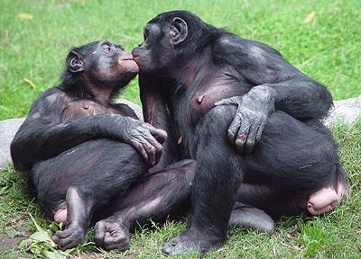 Communication tactile chez le chimpanzé
