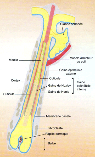 Annexes Cutan es Poils Et Syst me Pileux structure Du Poil Annexes Cutan es Poils Et Syst me Pileux structure Du Poil