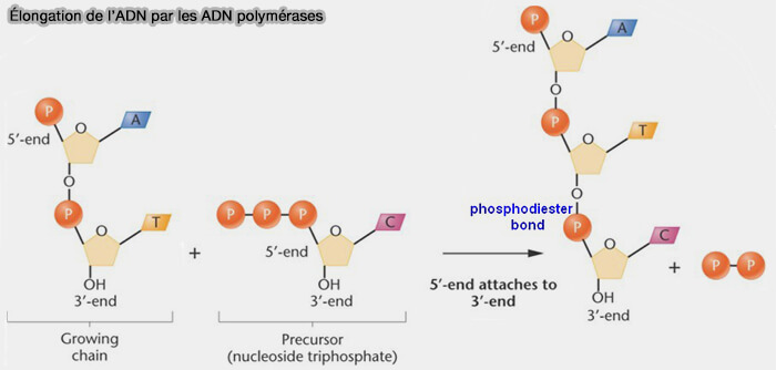 Sites polymérase et exonucléase de la polymérase ε