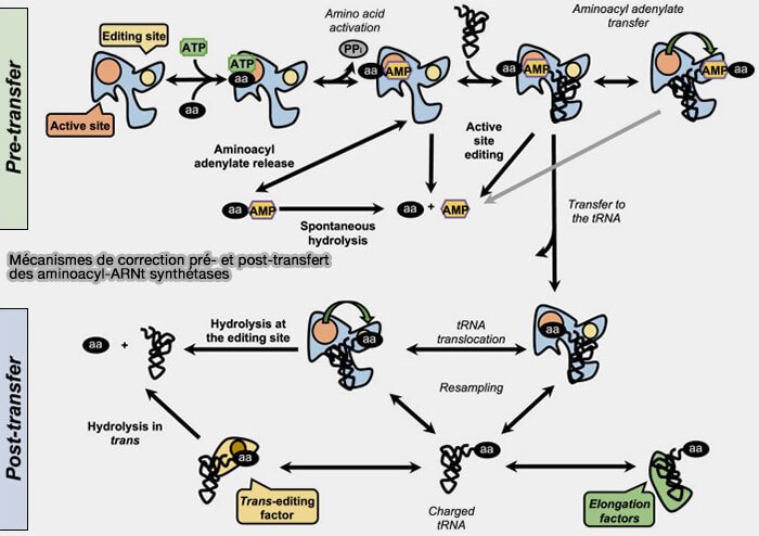 Mécanismes de correction pré- et post-transfert des aminoacyl-ARNt synthétases