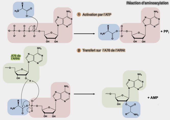 Réaction d'aminoacylation