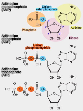 AMP, ADP et ATP