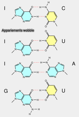Appariements wobble