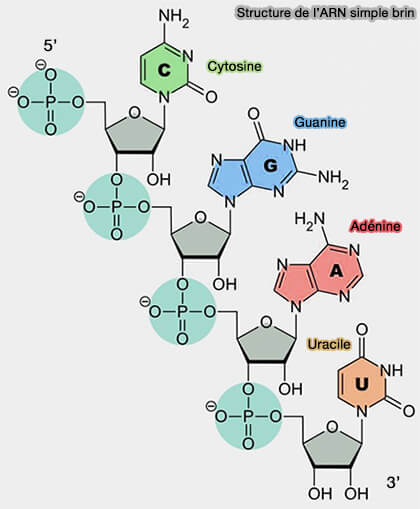 Structure de l'ARN
