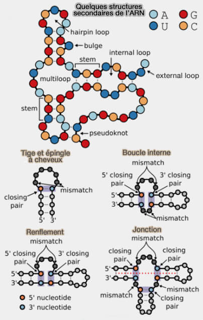 Structures secondaires de l'ARN