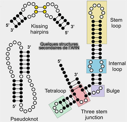 Structures secondaires de l'ARN