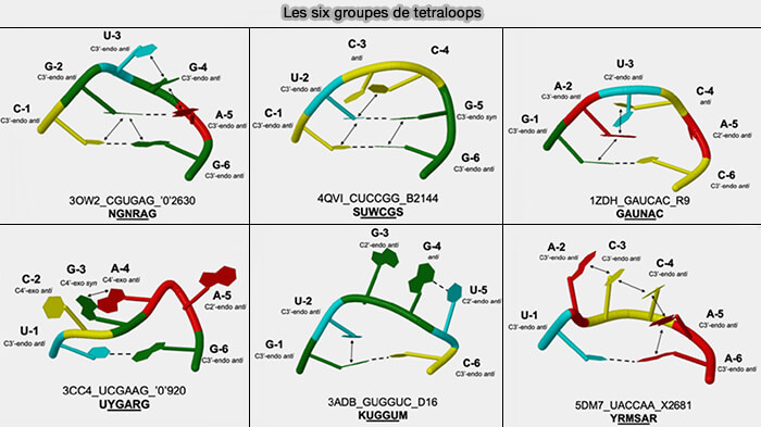 Résumé de la classification des appariements de bases Leontis/Westhof