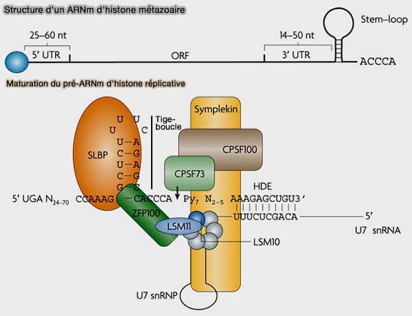 Maturation des pré-ARNm d’histones dans les Histone Locus Bodies via le snRNP U7
